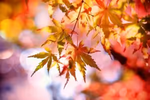 Herbst achtsamkeit selbstfürsorge wildpflanzen