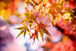 Herbst achtsamkeit selbstfürsorge wildpflanzen